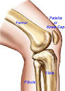Bones & Joints