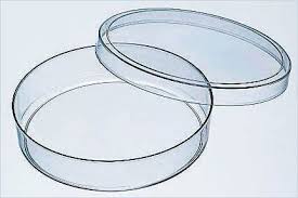 Lab Dishes