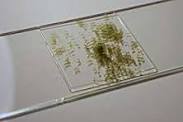 Microscope Sample Slides